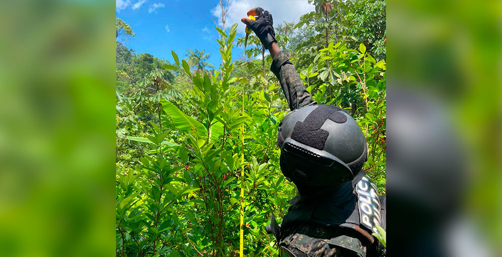 Aseguran 125 mil arbustos de hoja de coca en la Biósfera del Río Plátano